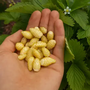 White Alpine Strawberry