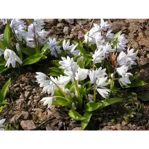 Scilla Tubergeniana (White Squill) fall planting Bulbs