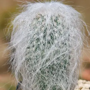 Old Man Cactus 'Cephalocereus senilis'