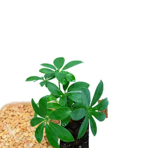 Special Turtle Tank with Basking Platform Small Turtle Breeding Basin Large Pet Tank Home Use