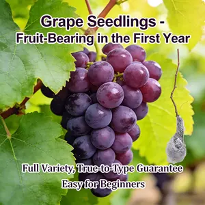 Grape Seedling Potted Plants – Great for Small Gardens & Pots, Ready to Plant