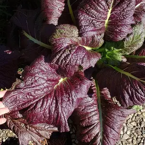 Korean Mustard Seeds 'Jeok' (Brassica juncea) – Reddish-Purple Leaves with Spicy Flavor – Great for Salads & Stir-Fries