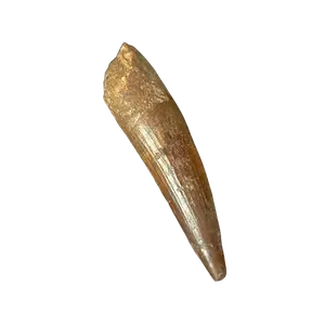 Authentic 4" Spinosaurus Tooth | Kem Kem Formation, Morocco