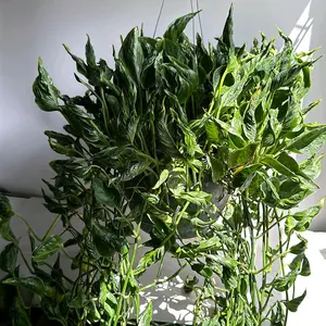 Xl Pothos Shangri La (curly pothos) 8" HB pot - Houseplant with Curled Deep Green Leaves for Easy Care & Decorative Hanging Baskets