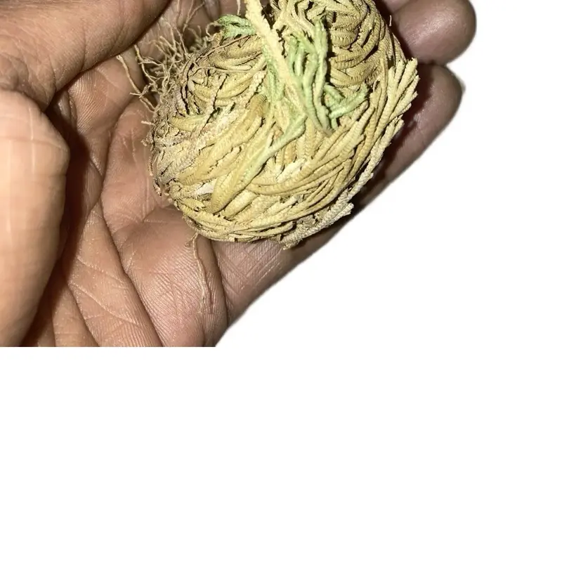 Rose of Jericho (Resurrection Plant) – Spiritual Reset & Abundance Water Ritual Tool