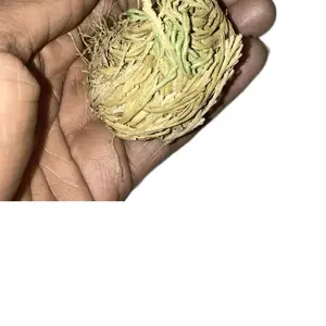 Rose of Jericho (Resurrection Plant) – Spiritual Reset & Abundance Water Ritual Tool