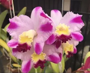 Lc Hsinying Excell 'Dogashima' Live Cattleya Orchid Plant 4 inch Pot