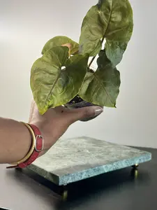 Syngonium Maria Allusion | Blush Pink Arrowhead, Soft Variegated Houseplant | 3.5–4” Pot | Margaret’s Pink House