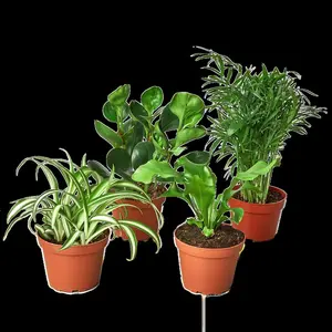 House Plant BUNDLE-PET.FRIENDLY-4IN Pet Friendly Variety Plant Bundle