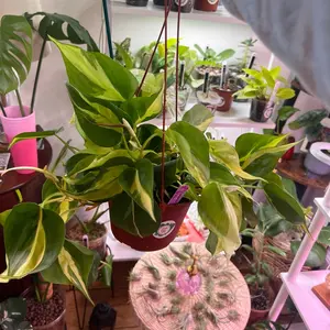 Philodendron Brazil hanging plant
