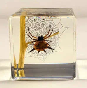 40mm Real Spiny Spider on Web Decor in Crystal Clear Lucite Resin Diorama Paperweight Specimen Preserved Insect Taxidermy Collection for Biology Science Education & Desk Ornament Display Supplies
