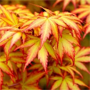 Orange Dream Japanese Maple