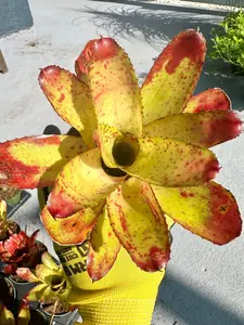 Live bromeliad- Ojo Rojo