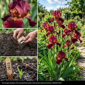 (66 Seeds) Iris Seeds – Traditional Garden Flower; Easy to Grow (Seeds Only)