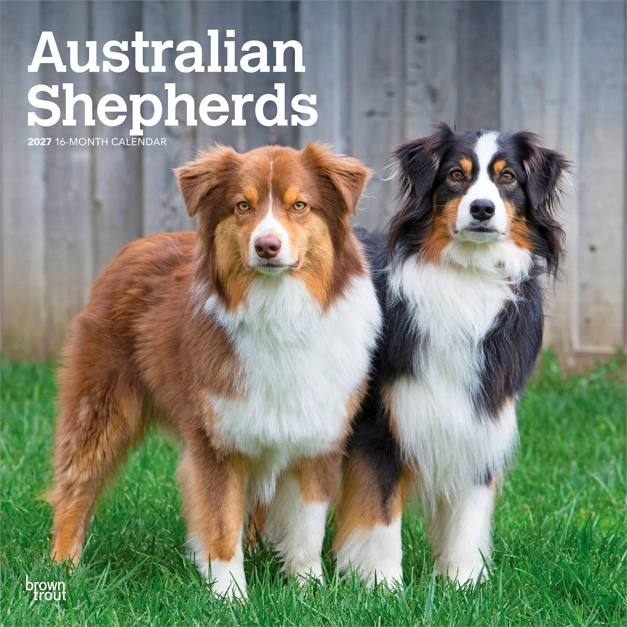 Australian Shepherds | 2027 12 x 24 Inch (Hanging) Monthly Square Wall Calendar | Plastic-Free | BrownTrout | Animals Dog Breeds