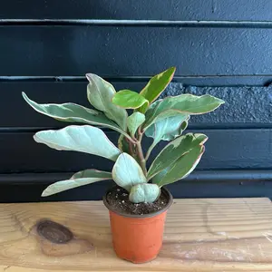 Peperomia Clusiifolia Ginny 4 inch pot