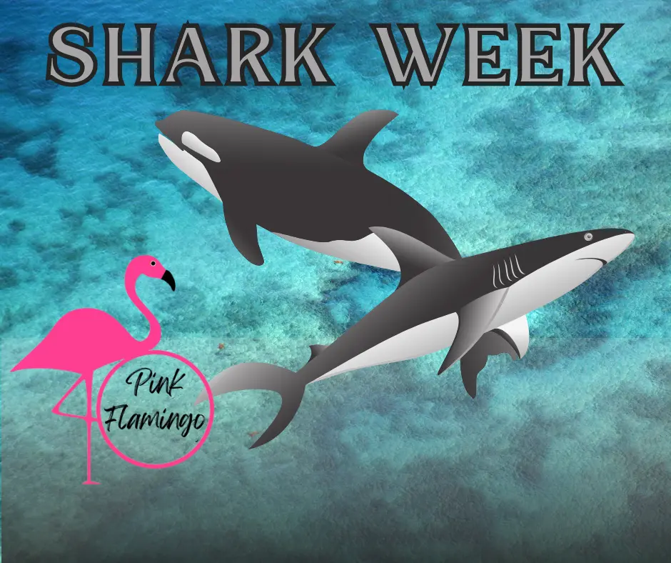 Shark Week Loaded Tea Box - 5 Loaded Teas - LIMITED TIME ONLY! 298mg of Caffeine per tea!