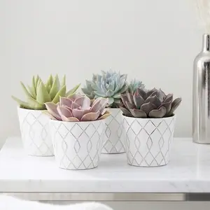 Rosette Succulent Variety Packs