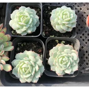 2"Live Succulent Echeveria Painted lady