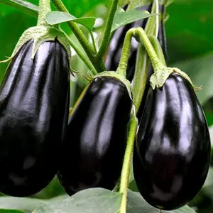 Black Beauty Eggplant Seeds – Non-GMO, Heirloom Vegetable – Easy-to-Grow, High-Yield Dark Purple Eggplants, Roasting & Home Gardens