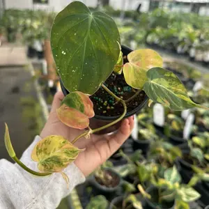 4” variegated micans, live plant, 4-6 leaves