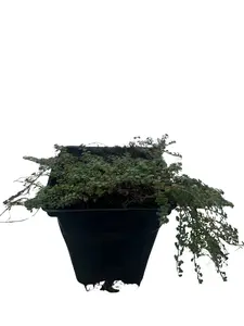 Elfin Thyme Plant - Thymus minus - World's Smallest Thyme - Live Plant - 3" Pot