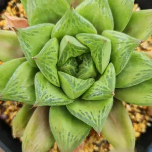 2"Live Succulent Haworthia turgida var. Suberecta