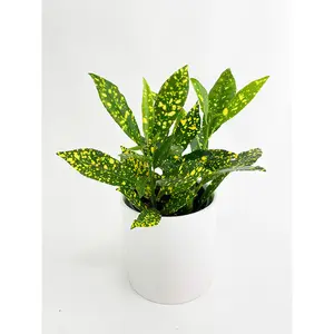 Codiaeum 'Gold Star Dust' Croton