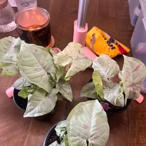 Milk confetti Syngonium