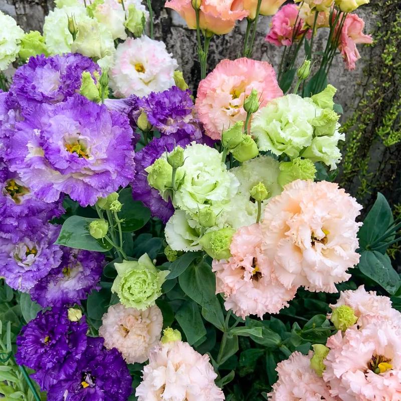 1000 Lisianthus Seeds - Mixed Color Perennial Lisianthus Seeds, Thornless Rose Seeds, Good for Planting, Wildflowers, Non-GMO, Gardens, Indoor Flowers