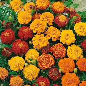 150 Marigold Seeds Bulk Pack – Long Blooming Heat Resistant Flowers, Perfect for Vegetable Gardens, Yard Borders & Colorful Landscaping