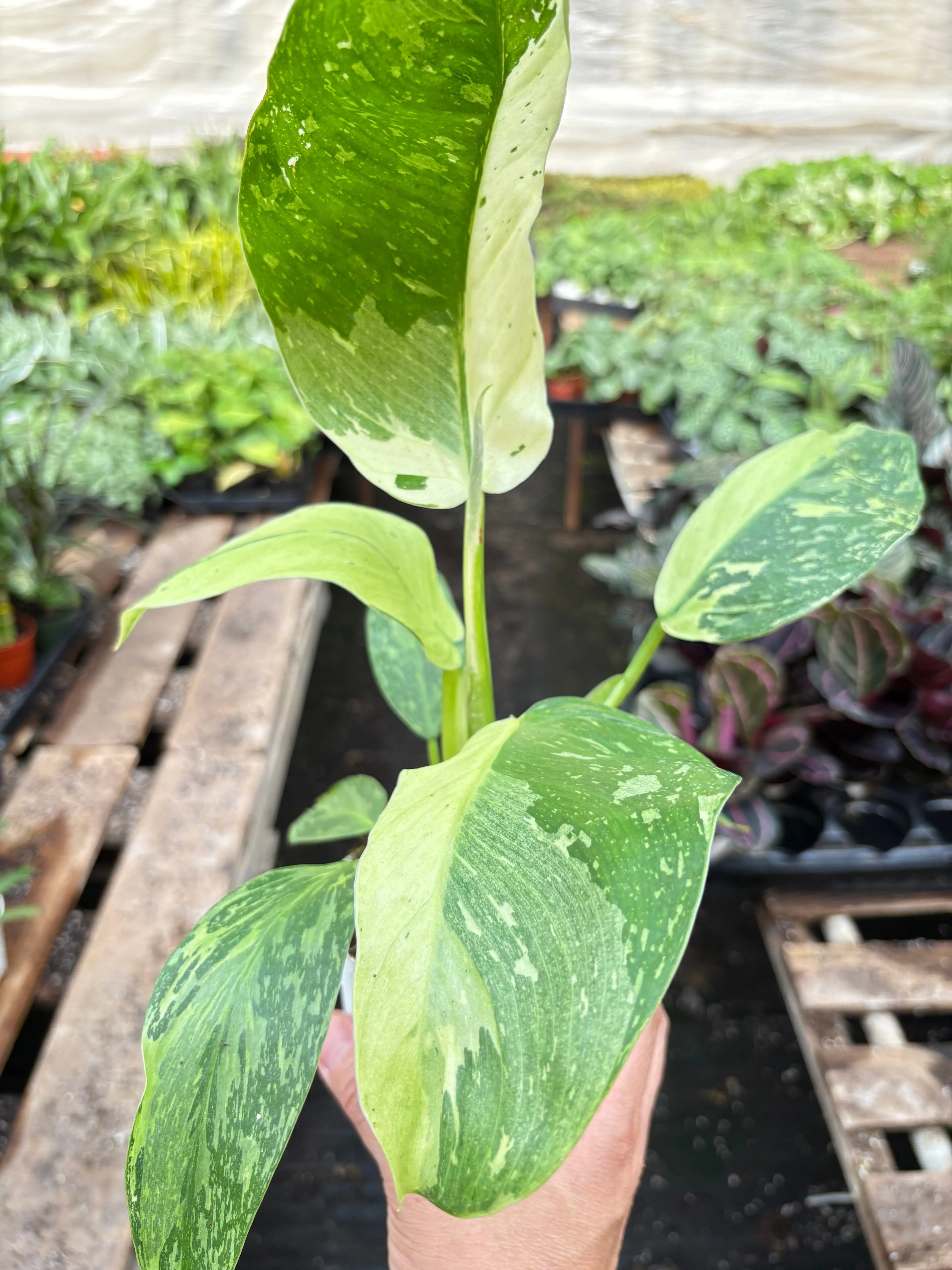 Philodendron Jose Bueno (Philodendron imbe)