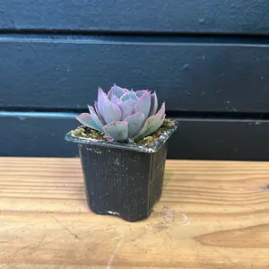 Echeveria Neon Breakers Succulent 2 Inch Pot