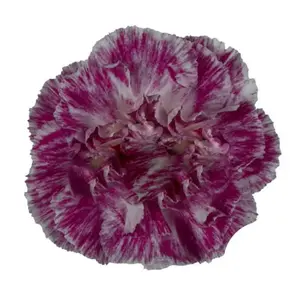 Carnation Premier - 40 Stem Bunch