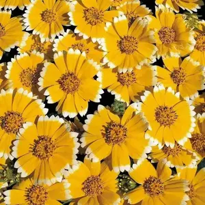 Flowers Seeds - Tidy tips, Layia Platyglossa