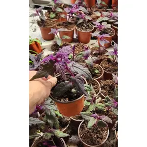 1 live rooted  RARE Purple Passion  (Gynura Aurantiaca) purple velvet
