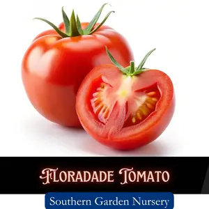 Floradade Tomato Seeds, Heirloom Vegetable, Determinate Variety, 5-8 Ounce Red Fruit, Open-Pollinated, Non-GMO Heirloom Variety Fresh Garden Seed