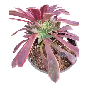 Aeonium 'Wedding Dress'