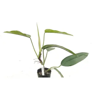 Philodendron linnaei slim