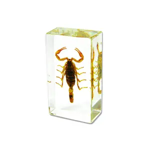 Real Brown Scorpion Paperweight