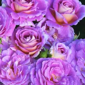 Purple Blue Rose Plant Live for Planting, Double Rose Bush Live Plant Ready to Grow Outdoor, Fragrant Rose Flowers Shrub