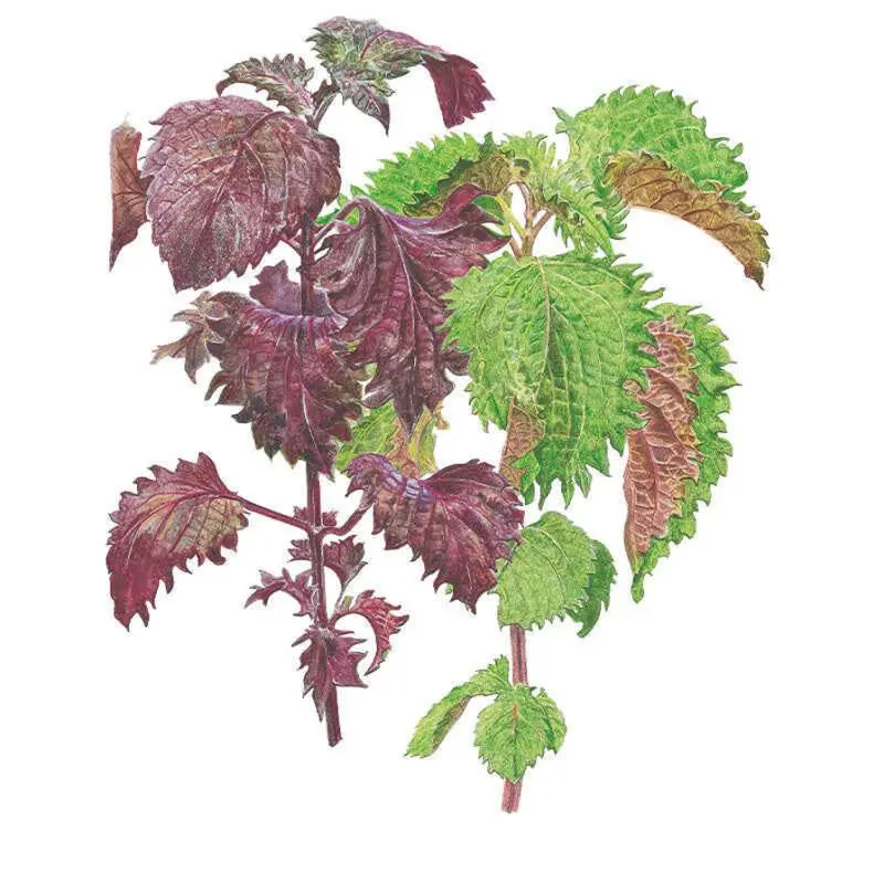 Green and Red Shiso Perilla Herb Seeds, Garden Flower & Plant Seeds for Home Improvement Gardening, Fragrant Plant Seeds