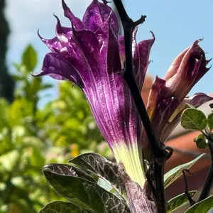 Datura Double Purple Devil’s Trumpet Seeds - Limited Stock, Super Quick Growth, Unique Garden Plant with Black Stem & Deep Green Leaves