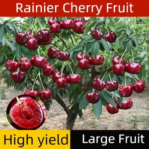 Cherry Seeds – Non-GMO, Easy to Grow, High Yield Sweet Juicy Fruit, Perfect for Balcony, Backyard & Home Garden Planting, All Season Growing