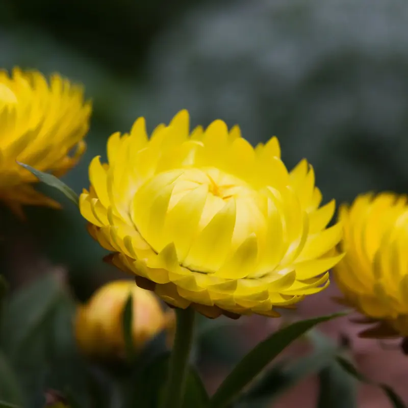 Yellow Star Strawflower Seeds (Xerochrysum bracteatum) Golden star-shaped blooms with a papery texture. Excellent for dried flowers, bouquets, and pollinator gardens.