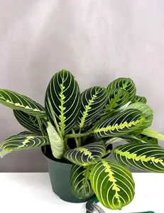 Maranta Lemon Lime