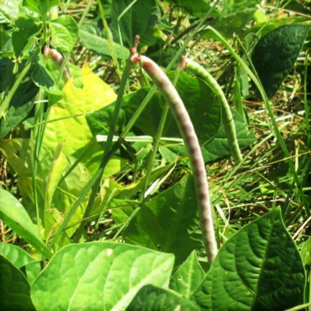 TomorrowSeeds - Iron and Clay Cowpea Seeds -  Southern Field Pea Cover Crop Brown Crowder Peas Cream Forage Cow Pea Vegetable Seed For 2024