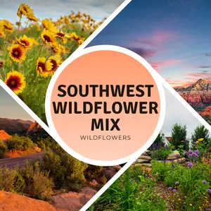 Southwest Wildflower Seed Mix – Native and adaptive blooms for arid climates. Vibrant colors thrive in heat and poor soil, perfect for desert landscapes.