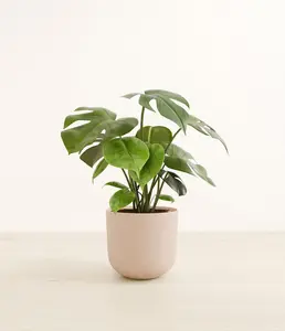 Monstera