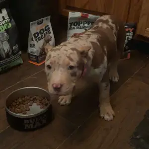 Bully Max 24/14 High Protein & Growth Puppy Food 419 Calories Per Cup with TruMune for Immune Health and Development, For All Breeds of Dogs